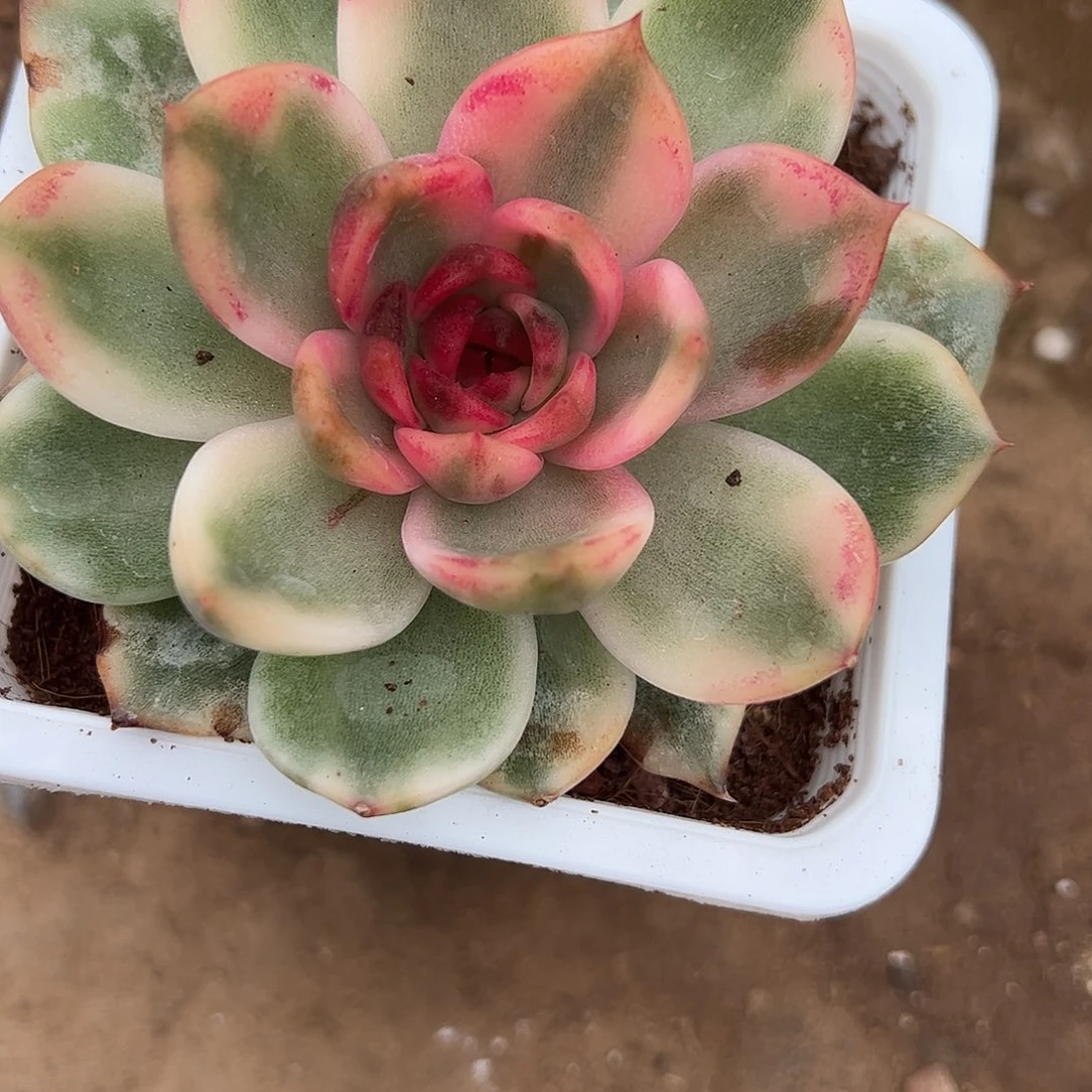 开***兔多肉植物多肉植物