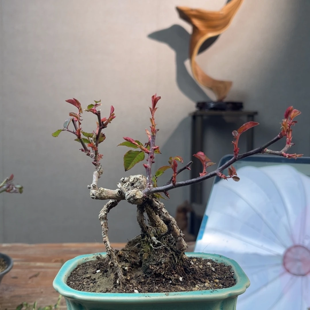 微月季盆景11111大*