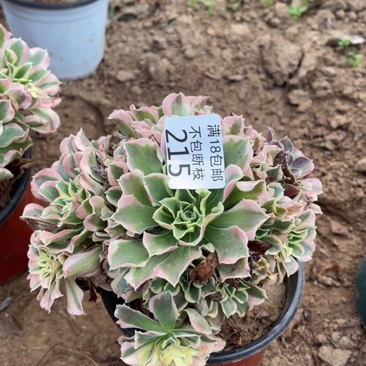 215白凤小手捧1北法师