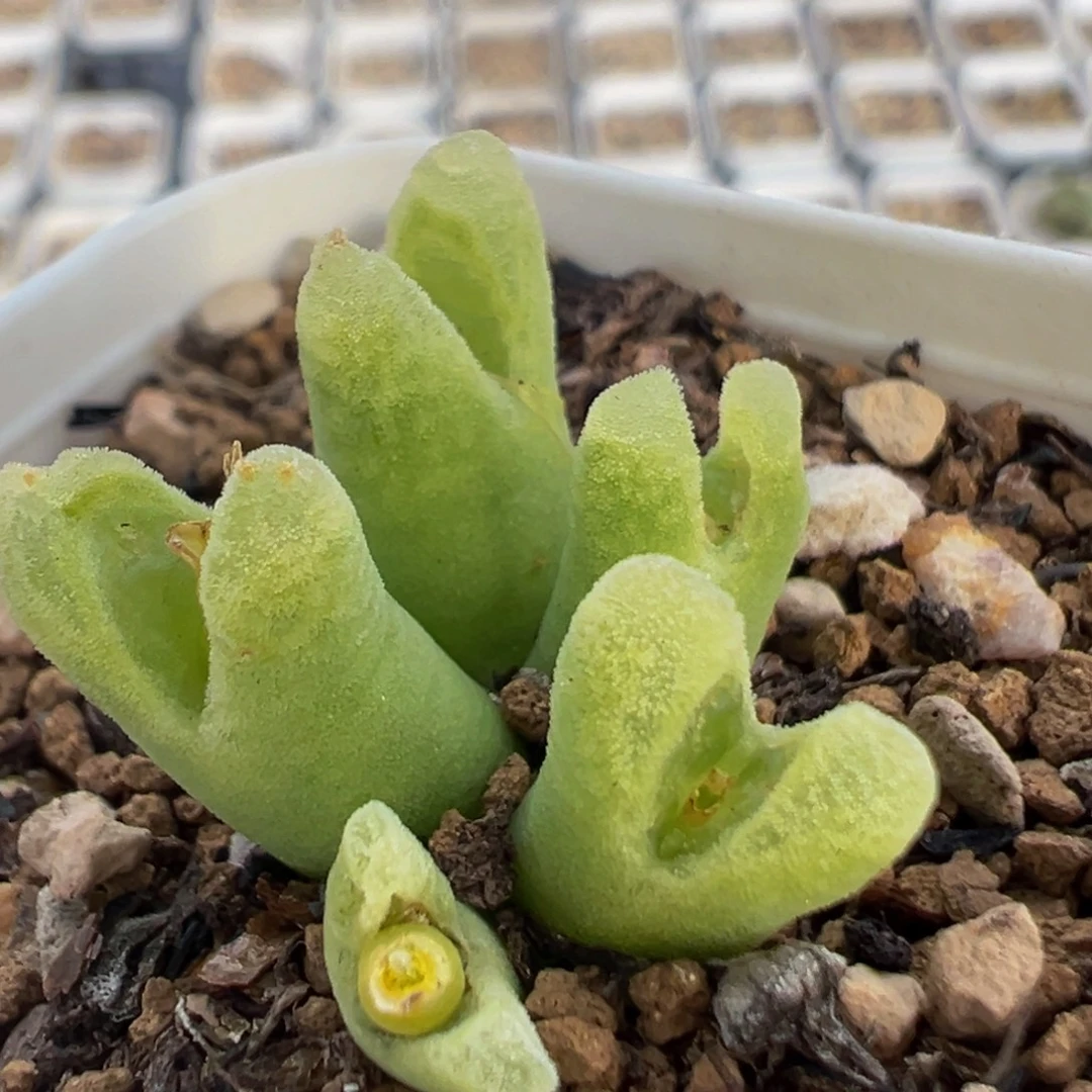 小***光52多肉植物百科植物