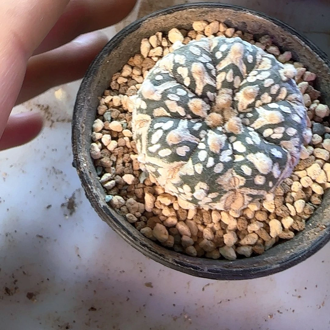 兜11111111111111111