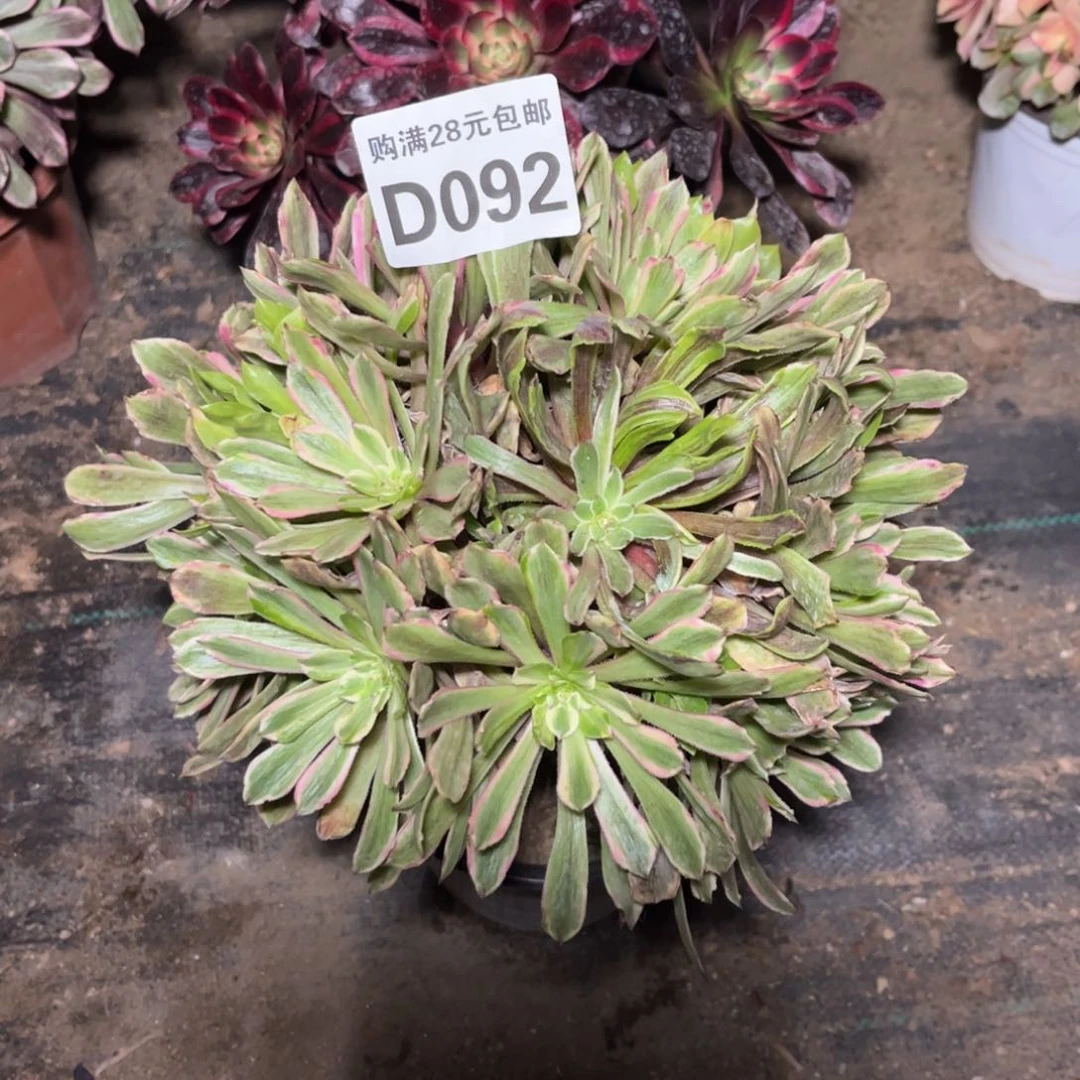 092多肉植物花脸粉黛变异