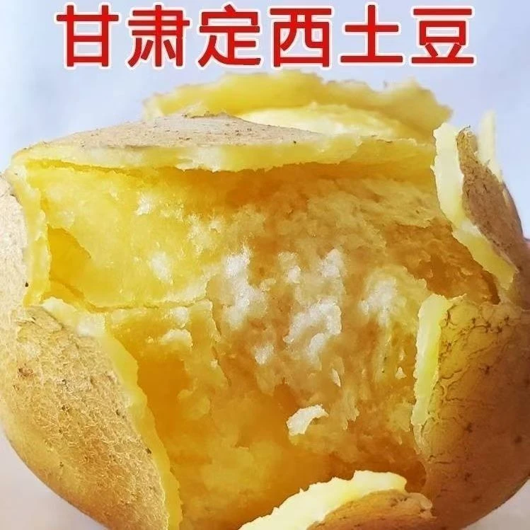 定西黄皮黄心沙面粉糯土豆洋芋高山旱地种植