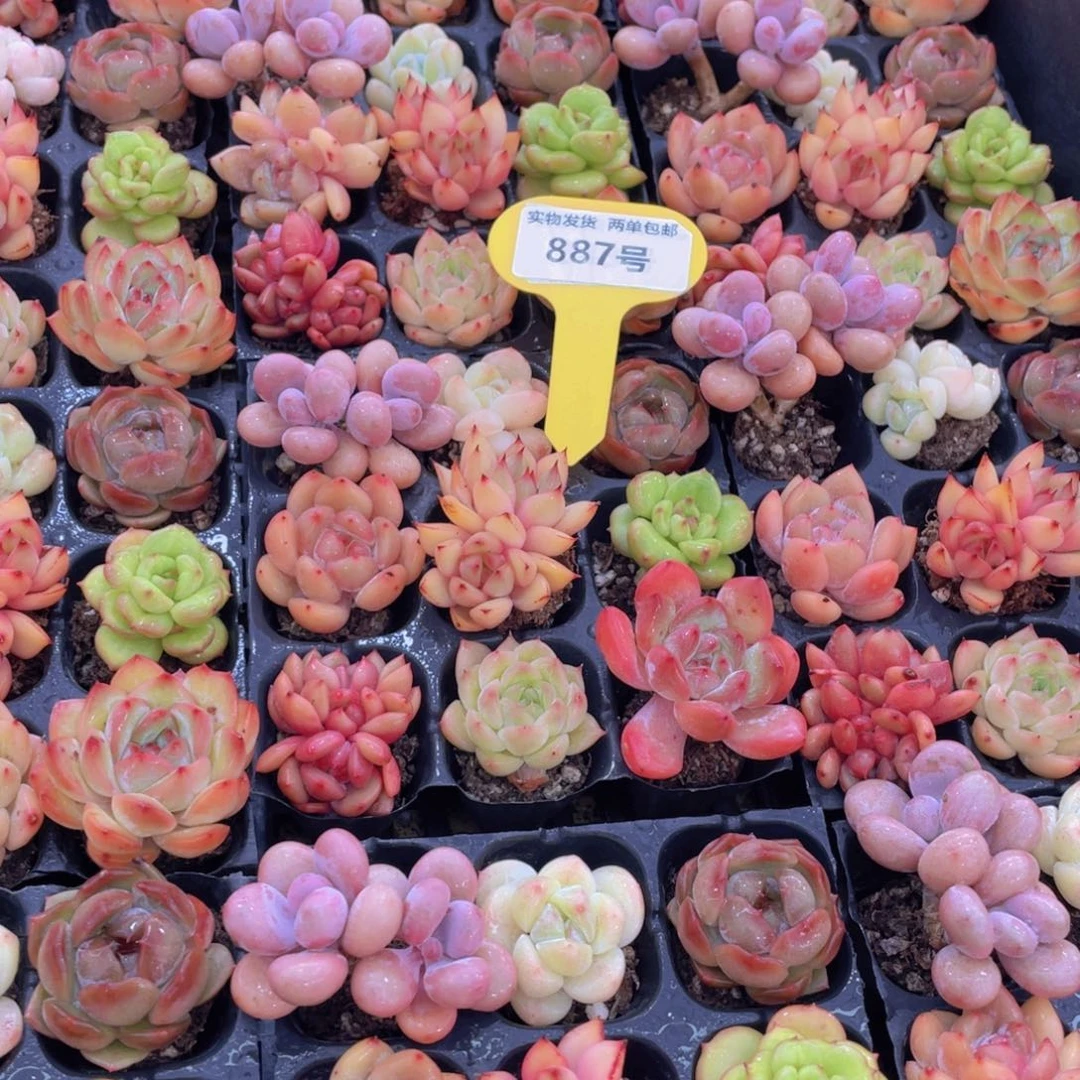 887号 七彩小可爱组合9个