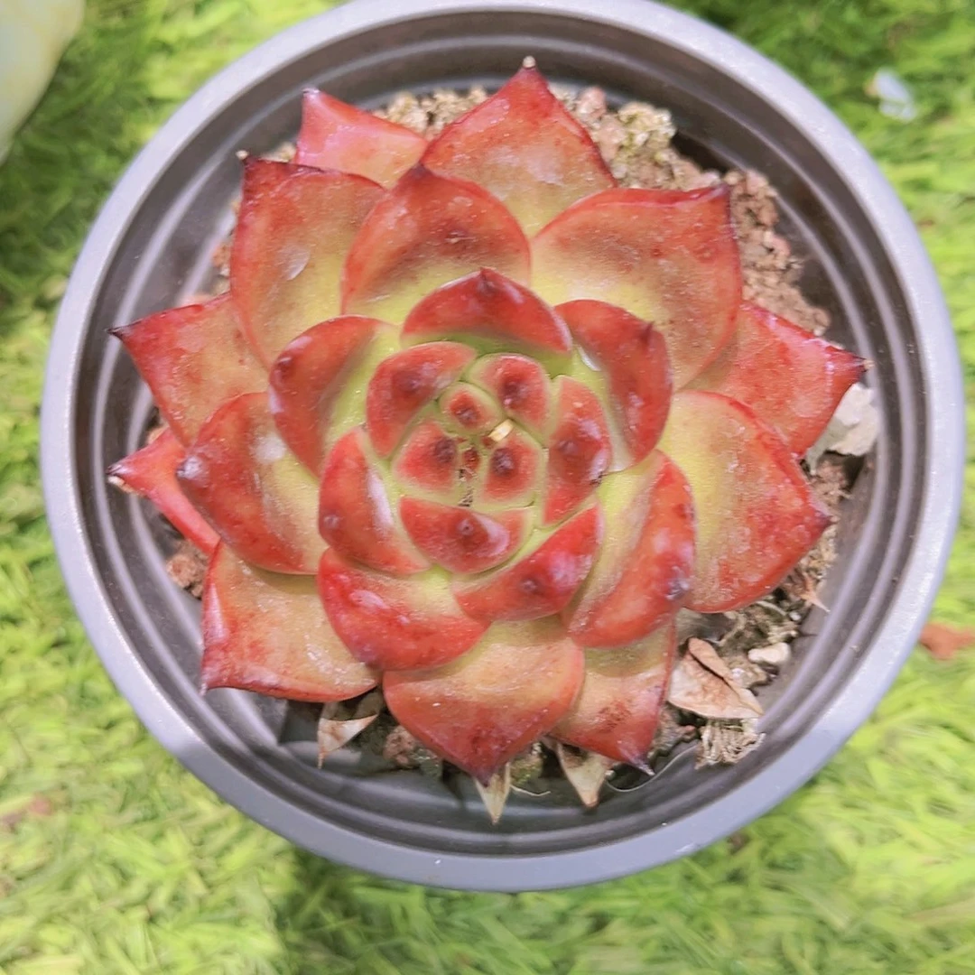 12号78888888888888888