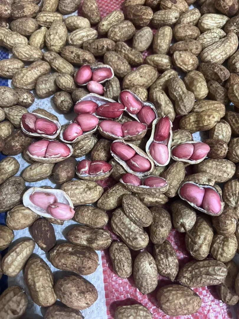 五宝花生 鲜花生带泥 脆嫩化渣 清香可口农家自种