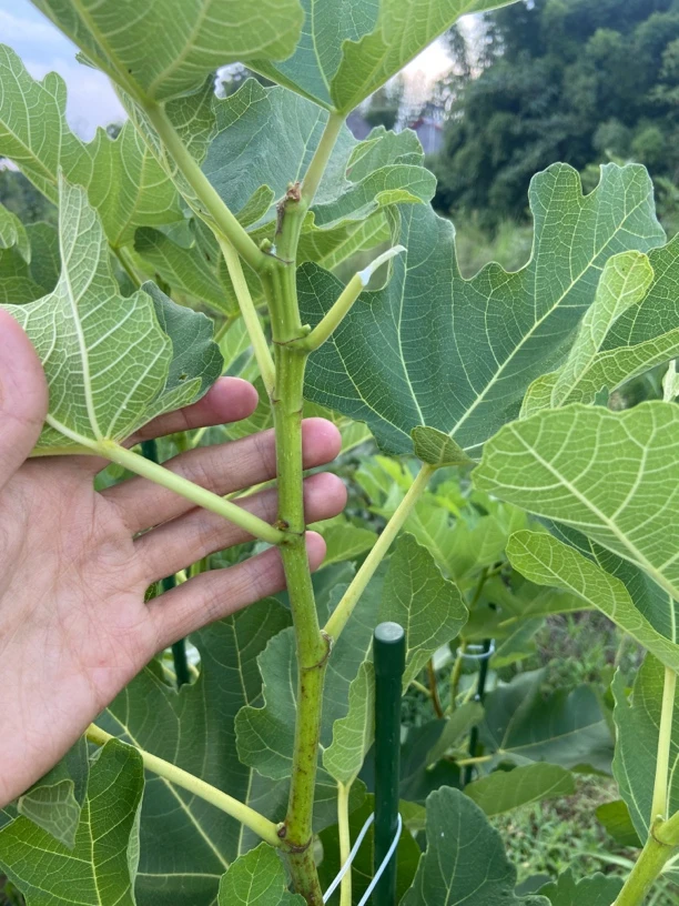 多明戈无花果嫩枝只能嫁接