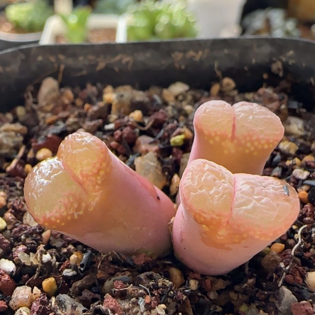 【闪购商品】7734