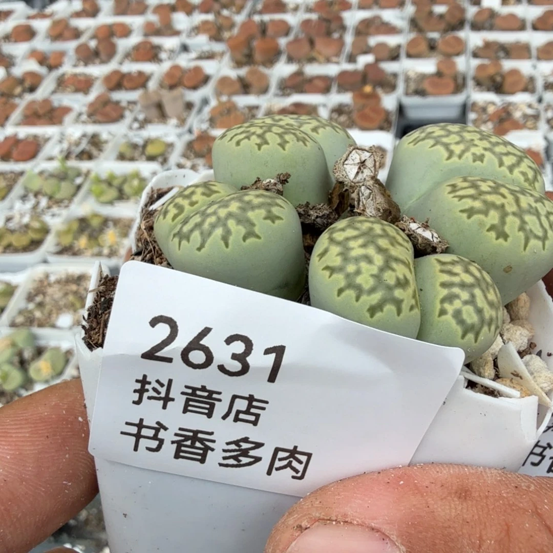多肉。