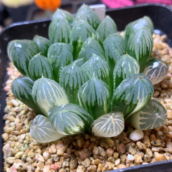 实生玉露锦带盆土发货