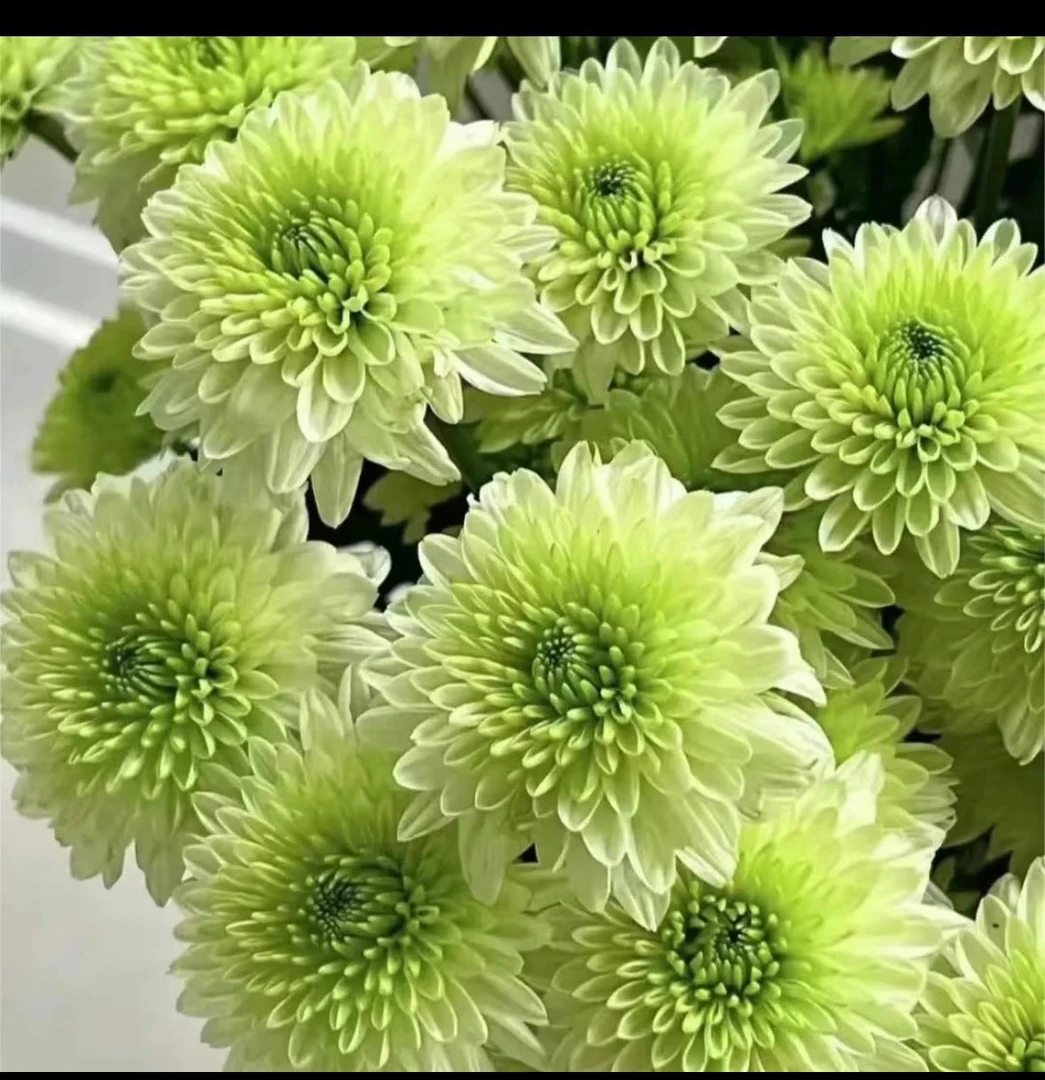 九月大花菊《绿宝》 （带花苞）菊花大苗 开花漂亮……