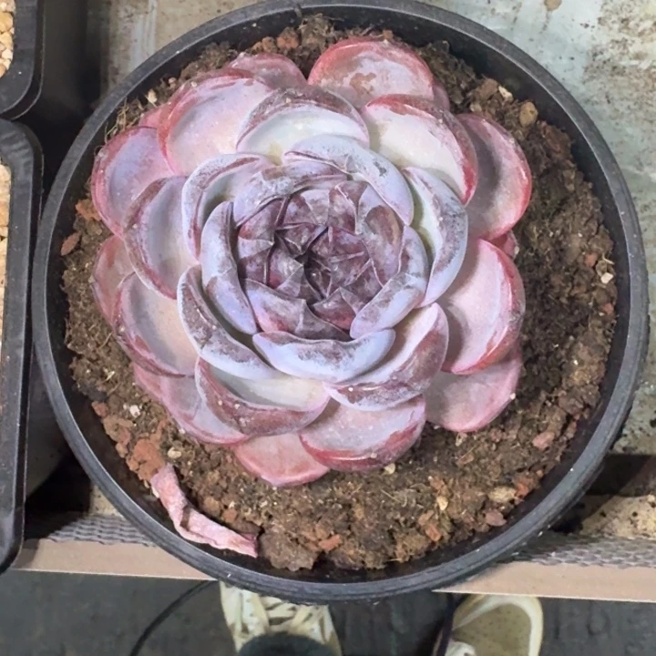 黑橙子 单头 一物一拍