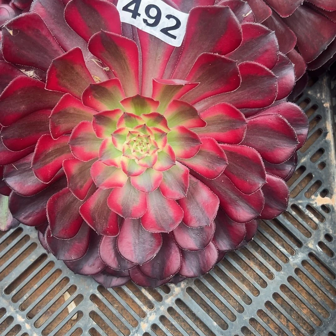 巴***恋精品多肉植物492法师