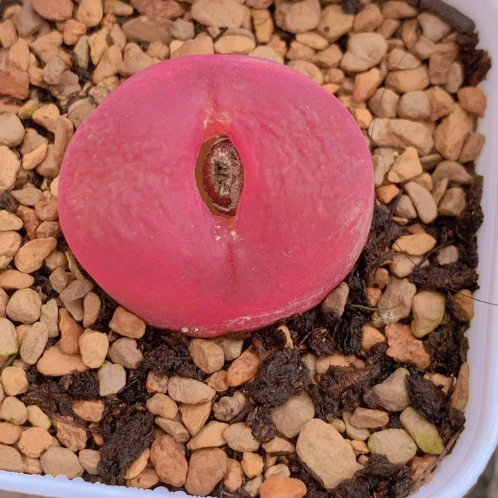 14885585895855556588644558