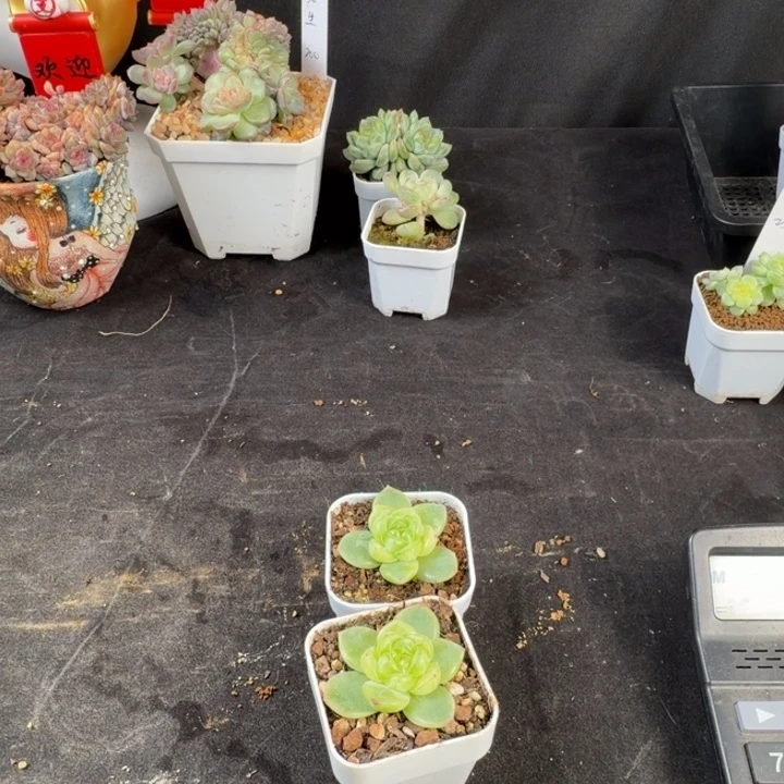 尼***色尼迷一颗拼盘甜心包邮