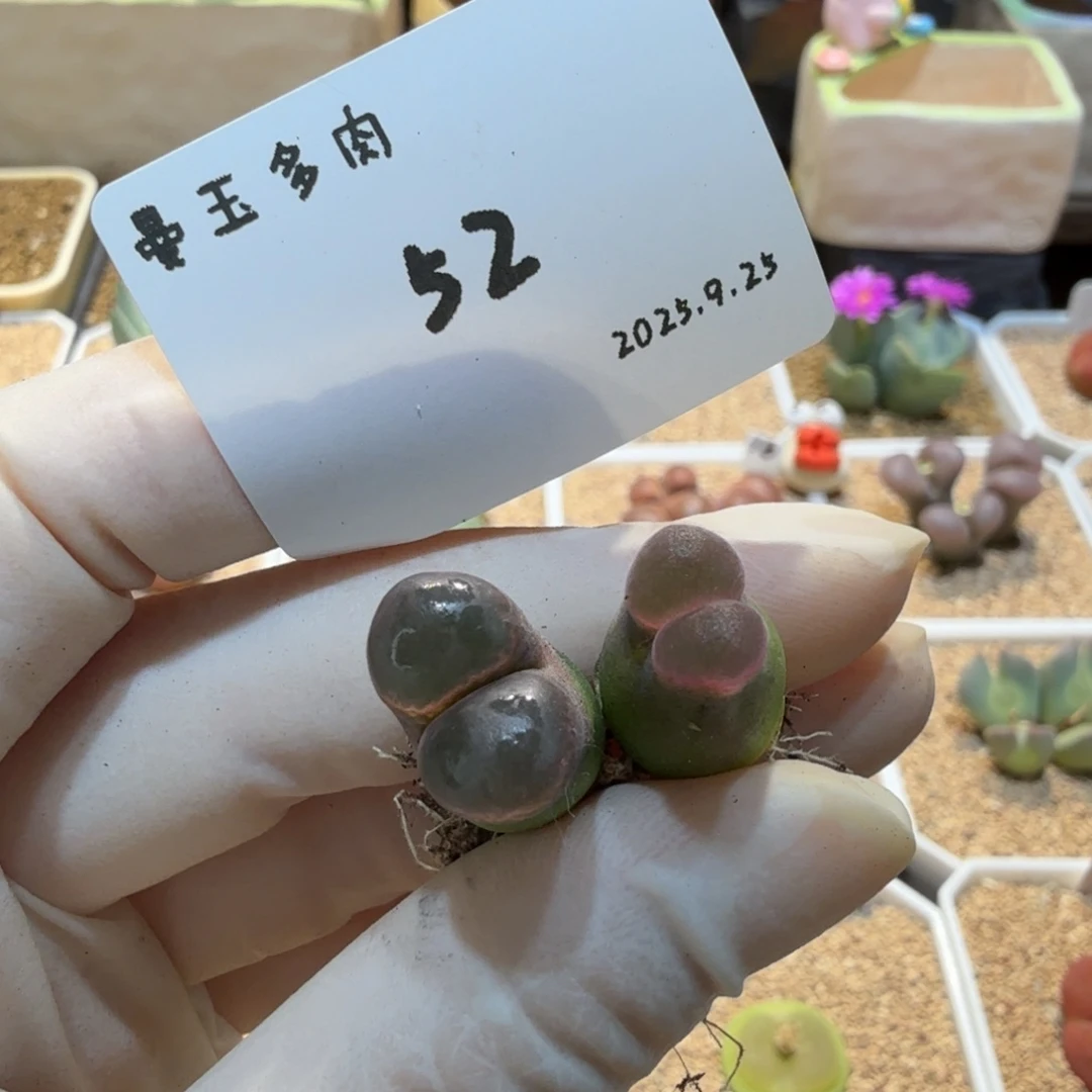 呼***呼多肉多肉多肉9.25-052 磁铁杂红风铃