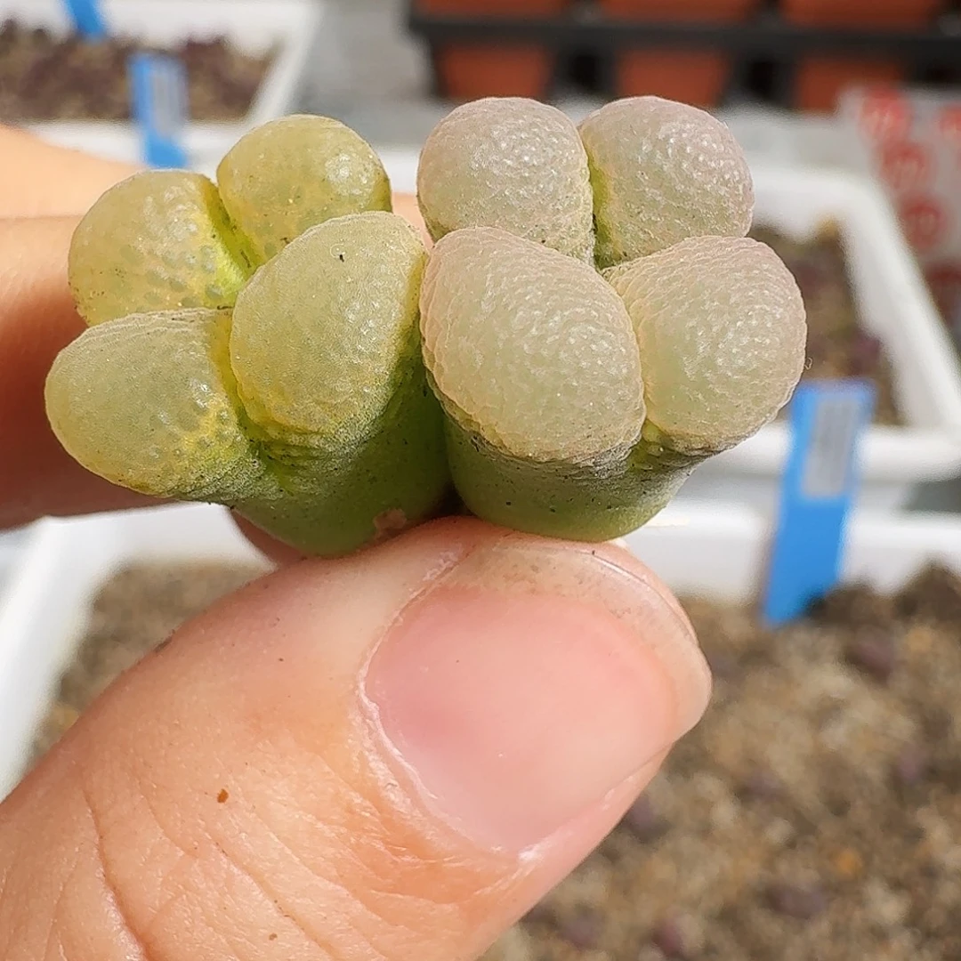 多肉植物福利风铃229