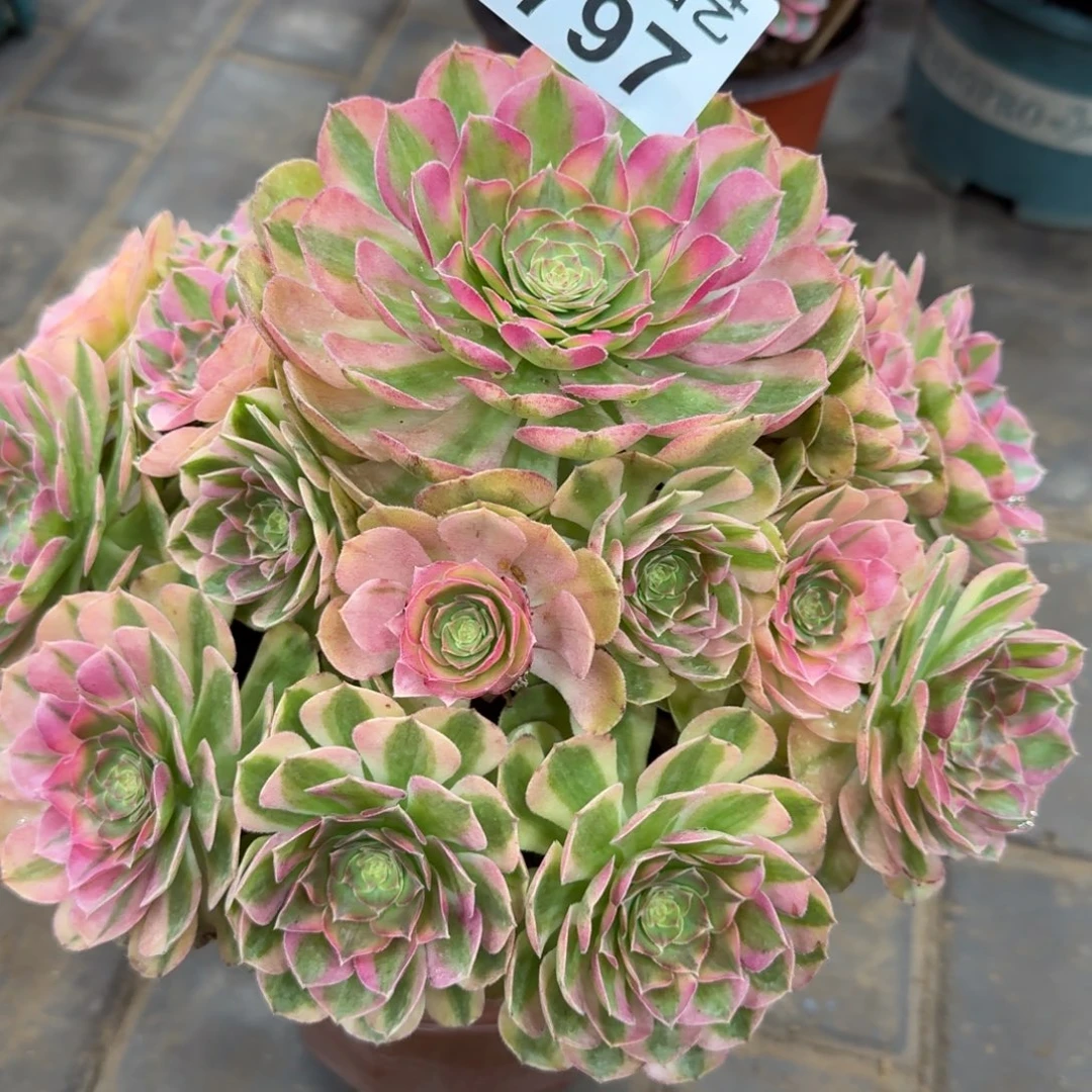 a***伊雨荷老桩797肉肉肉肉