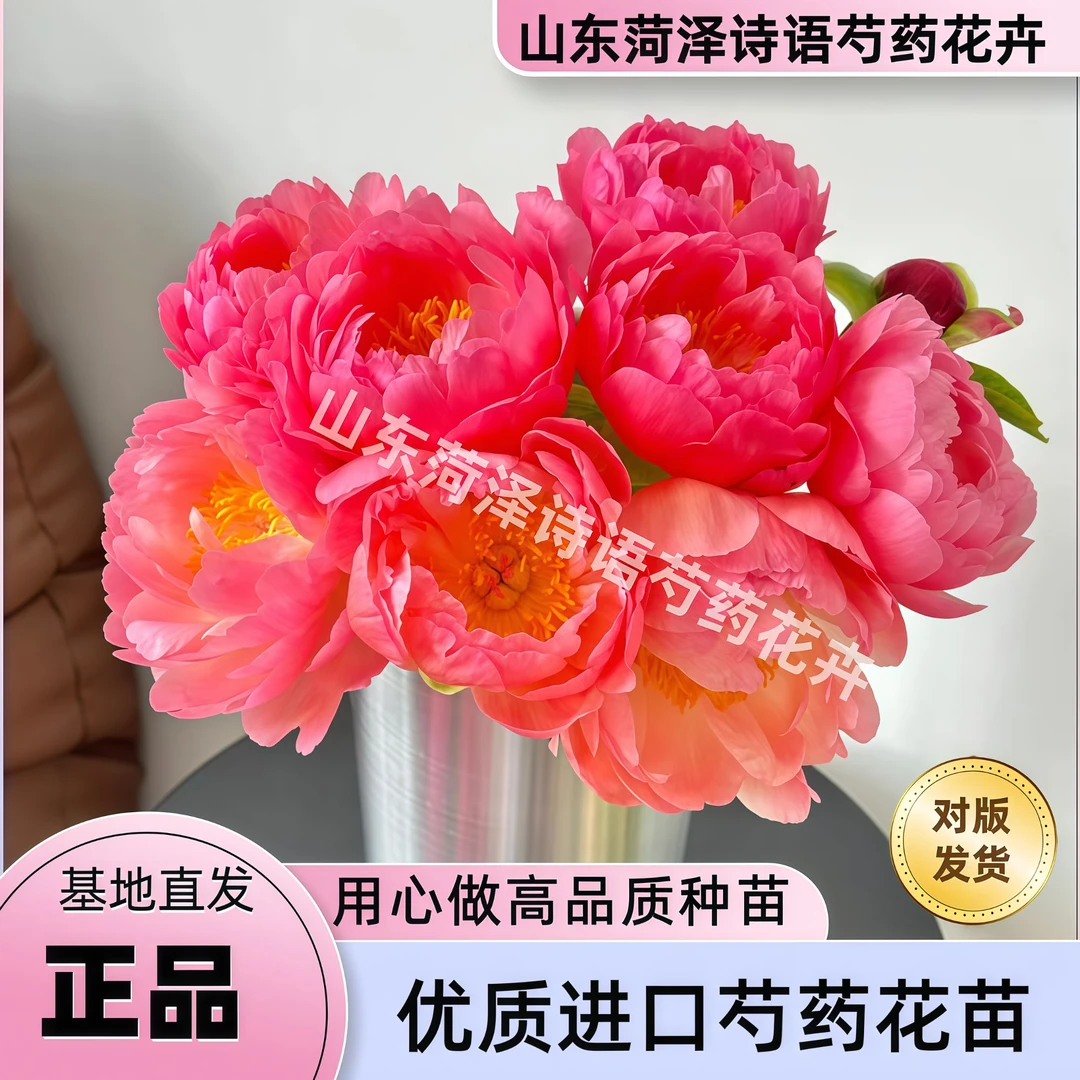 【进口落日珊瑚】菏泽重瓣芍药花苗正宗芍药花苗耐寒耐旱易成活绿植