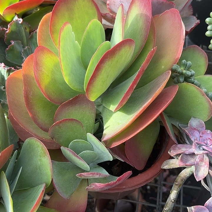 大号唐印群生多肉植物