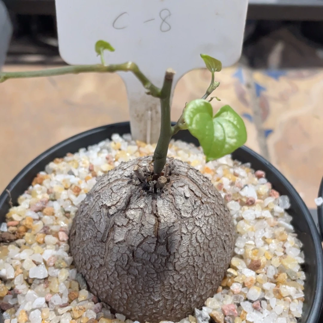 一物一拍，南非龟甲龙，密甲荔枝纹