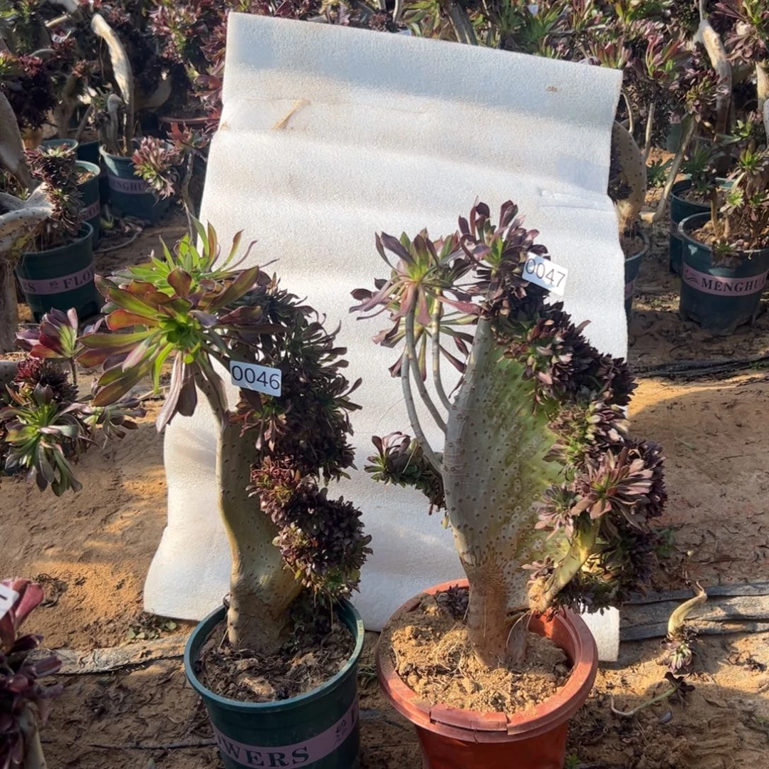 有伤两颗黑缀046.047