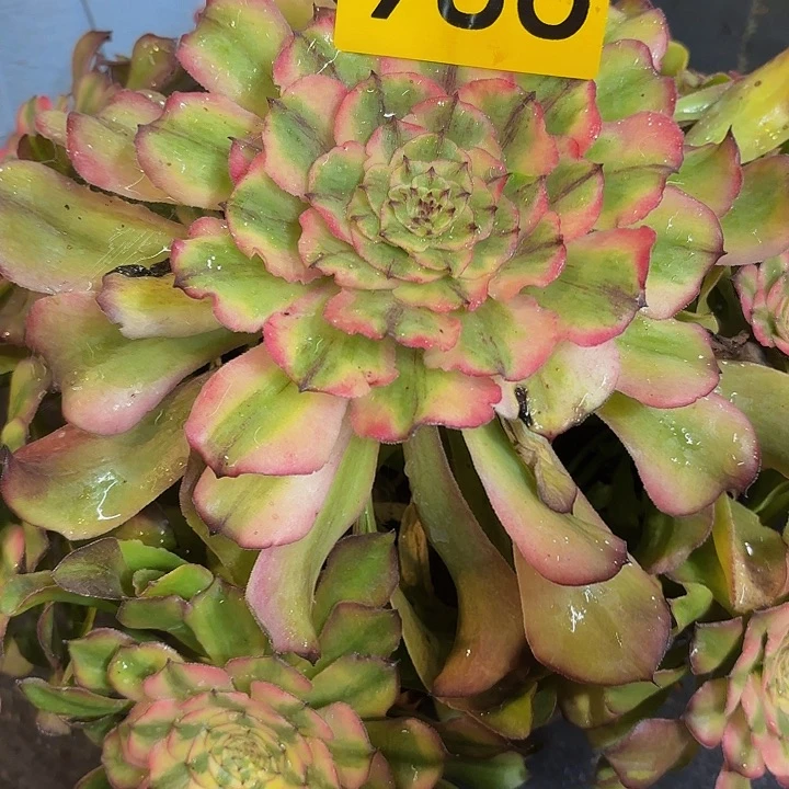 晓*多肉植物福利来986