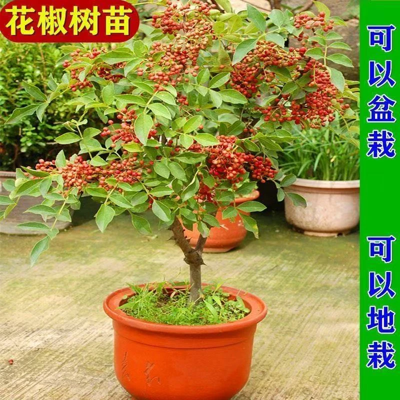 花椒树苗南方种植大红袍麻椒苗树四季正宗绿青花椒盆栽果苗
