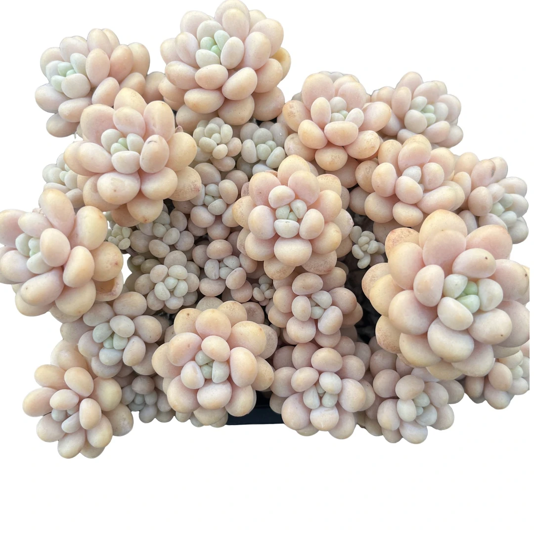 强子精品多肉小洛可可 多肉植物 精控精养 净化 空气 美化环境