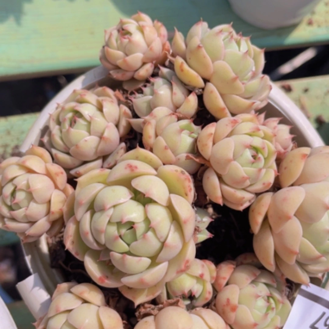 【闪购商品】笨吧2567