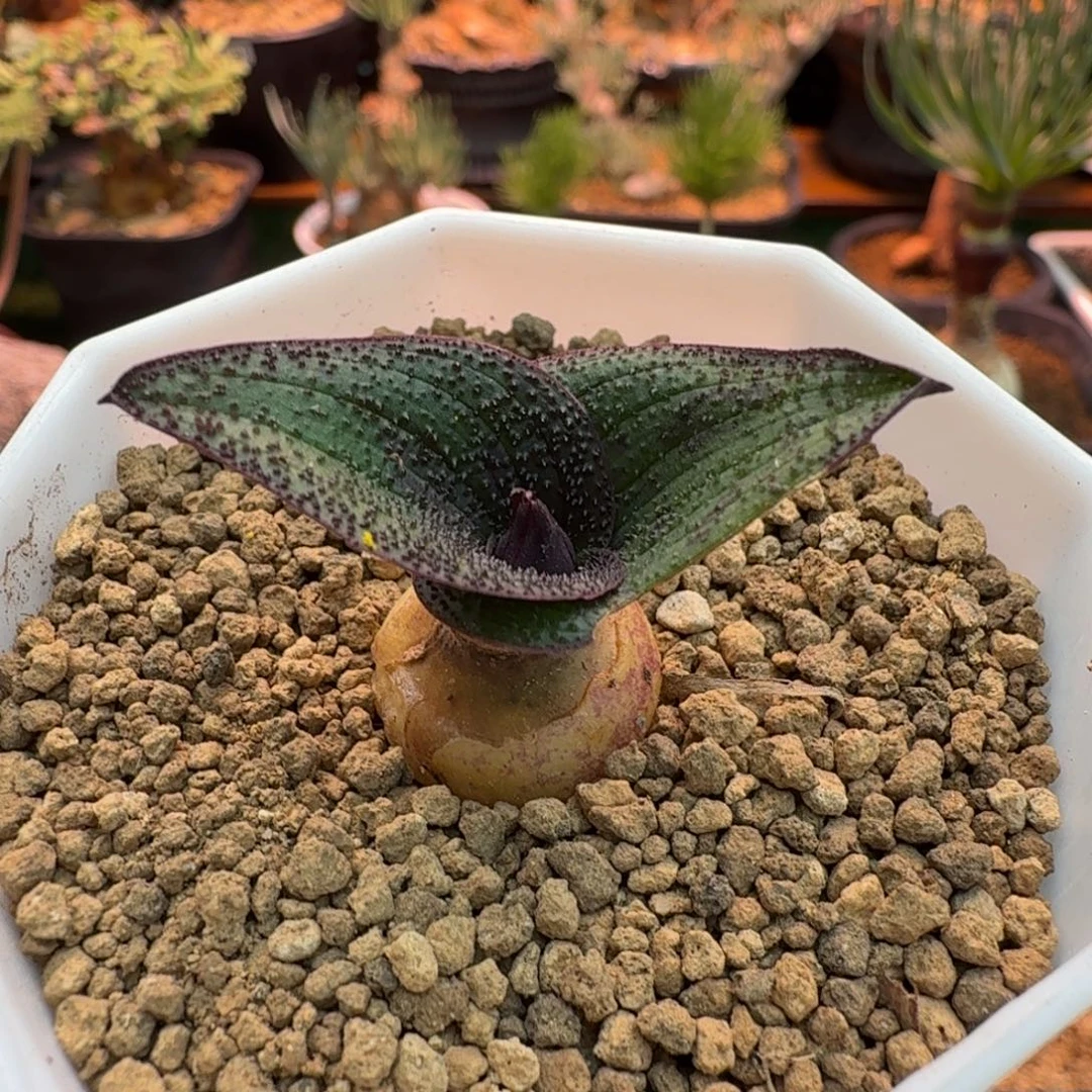 紫镜643(满28包邮)