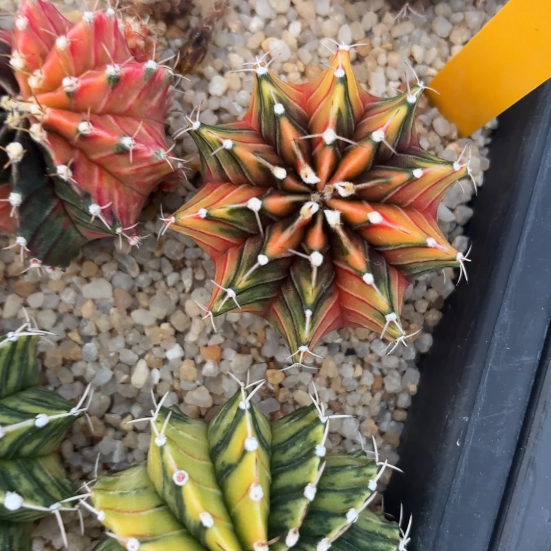 L541-1210泰国发货