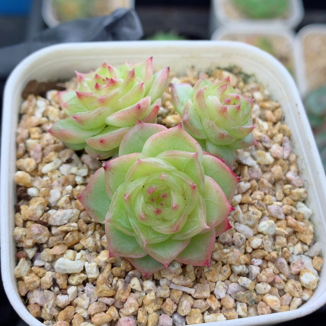 58包邮  群生不包整麦秆110