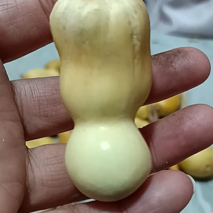 E*r葫芦葫芦葫芦葫芦葫芦