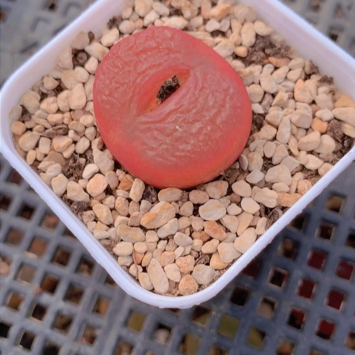 。佳佳佳佳咯哦哦哦哦哦咯莫欧莫了