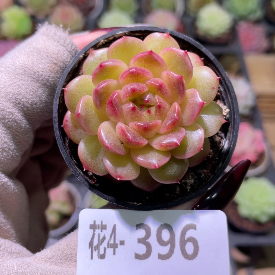 花利美4-396新品单头