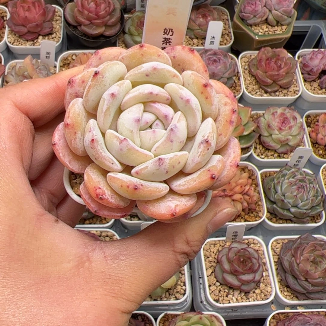 养****?151 多肉植物组合盆栽