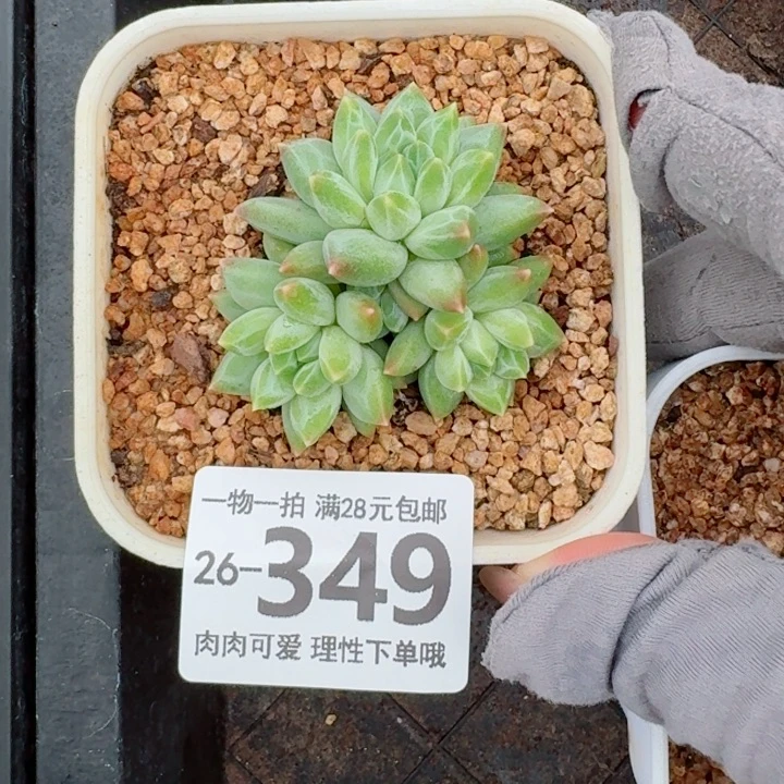 胖体青花瓷无盆土发货多