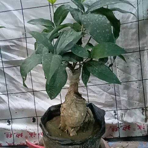 年***余完全开放四季丹桂浓香型的