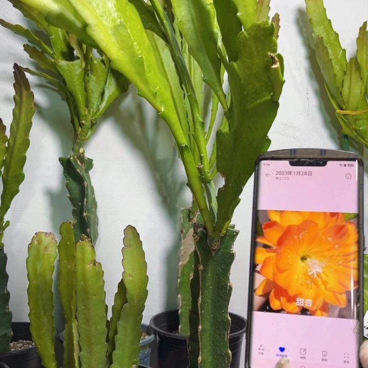 当前无花栽培后可以开花82