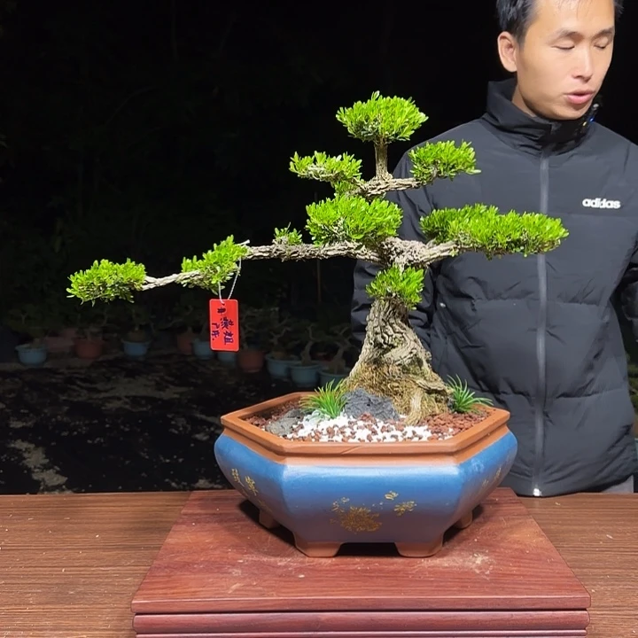 @***子无花朵广东皱皮雀舌黄杨