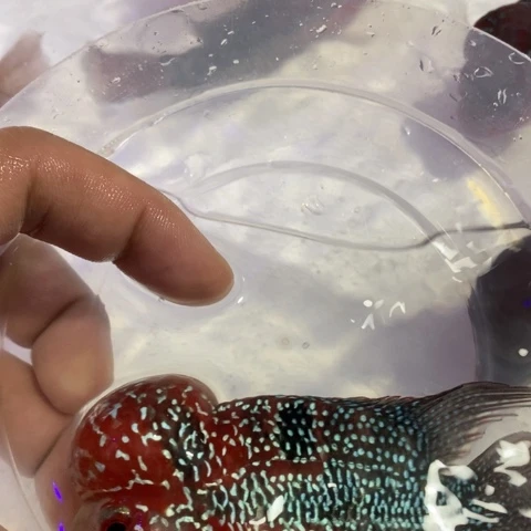 罗汉鱼鸿运罗汉一条1111