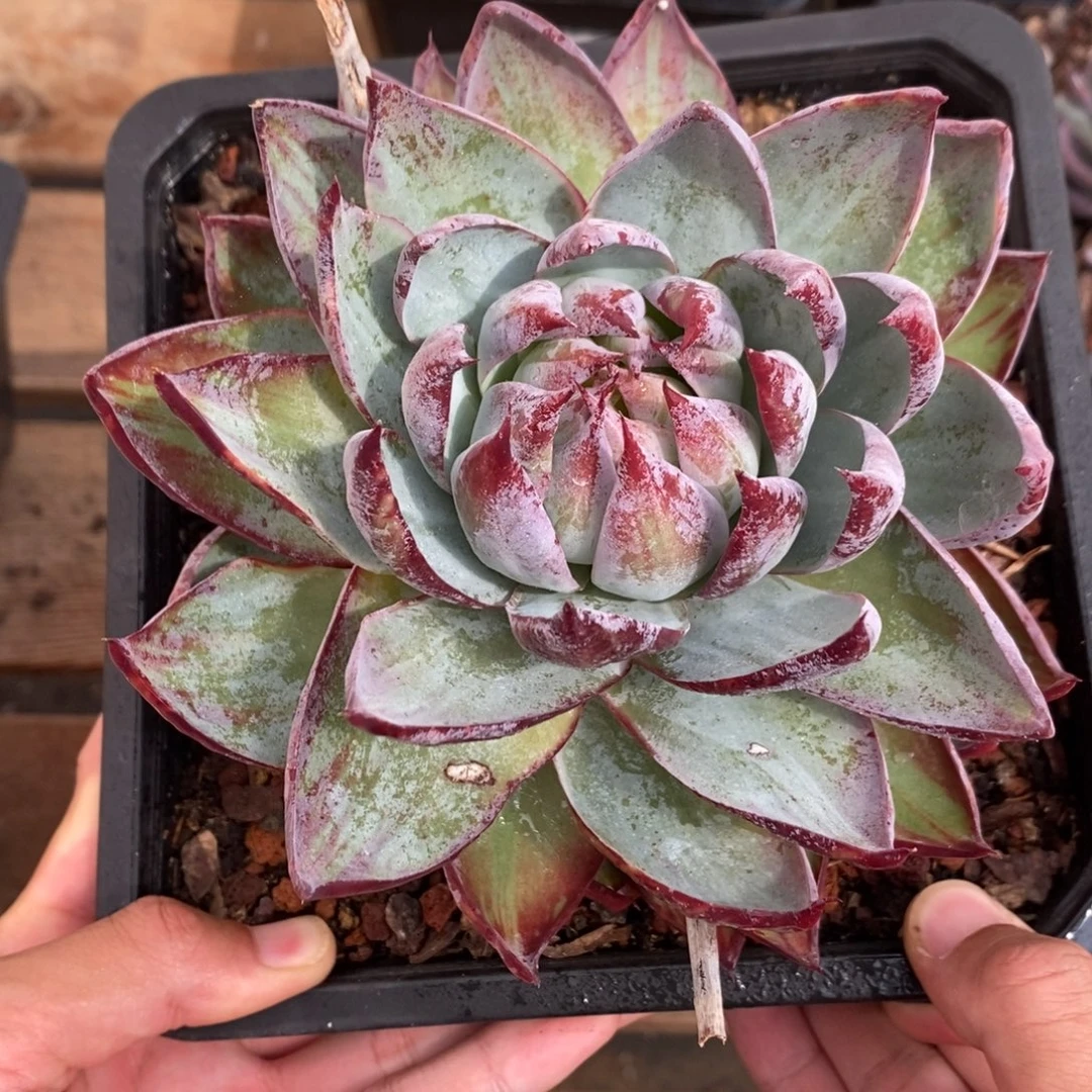 惊鸿（寄养代出5号）8379