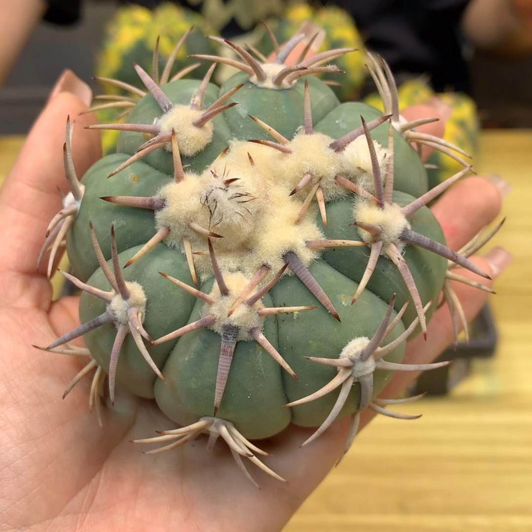 10号 苗接 平丸 整体8.5公分 无根