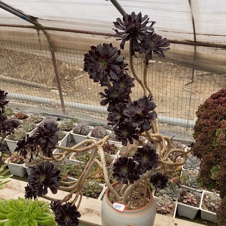 墨妖不带花盆脱土裸根发货