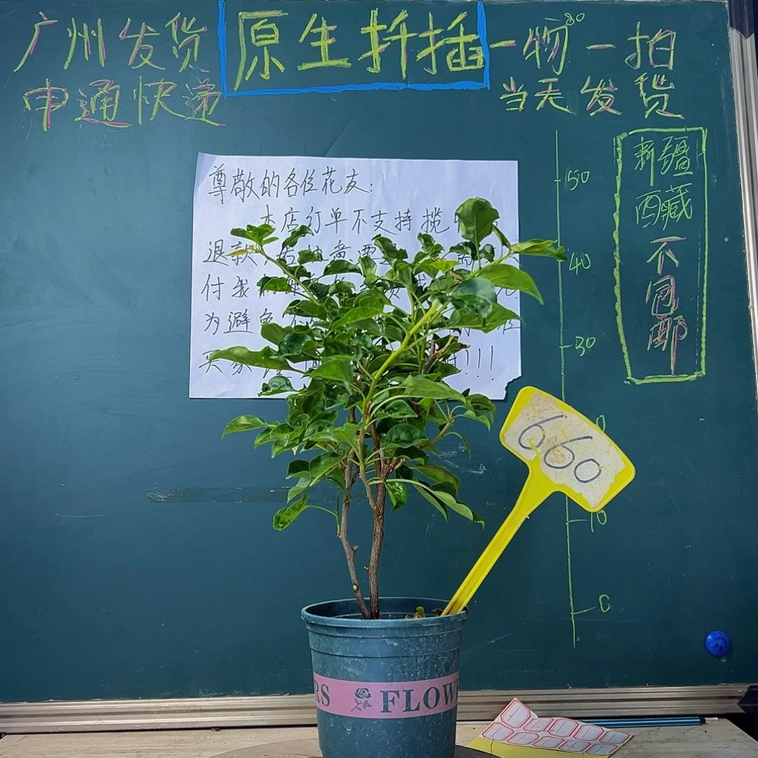 当前无花栽培后可以开花蒙娜丽莎黄 660