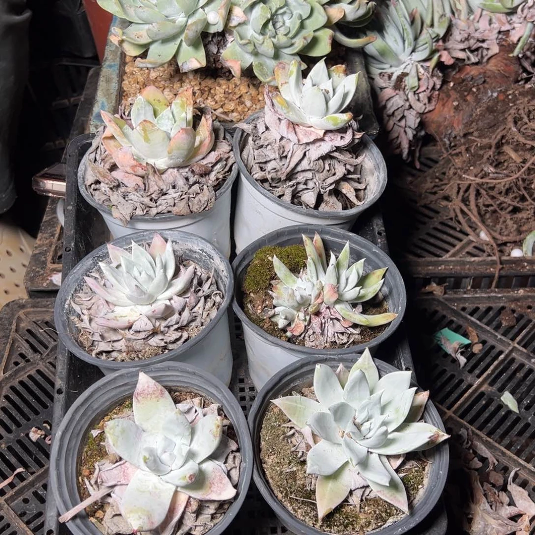 365哈哈哈哈哈哈哈哈