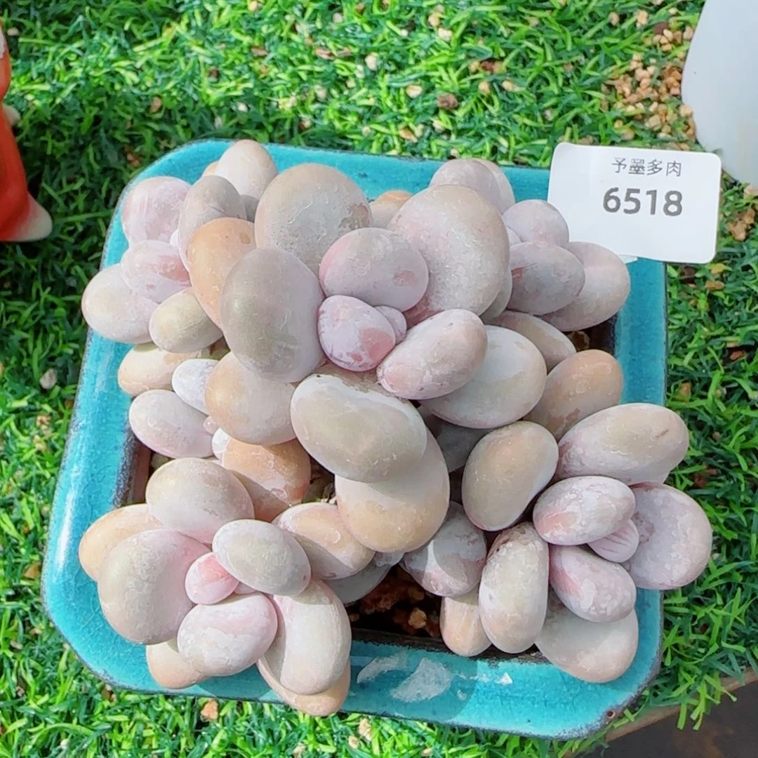 奶酪，6518多肉植物