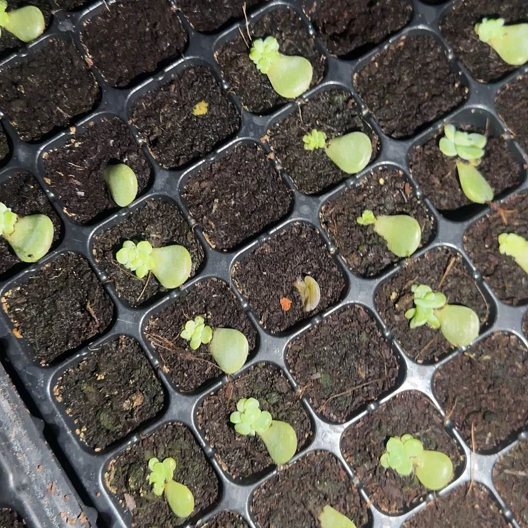 风花醉月芝麻一个满25包邮