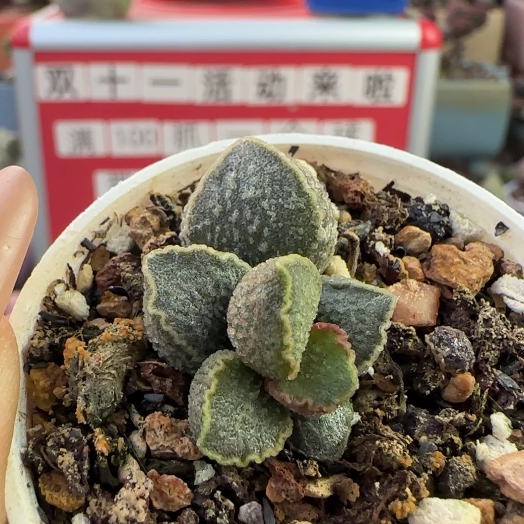 福利多肉水泡。    483。